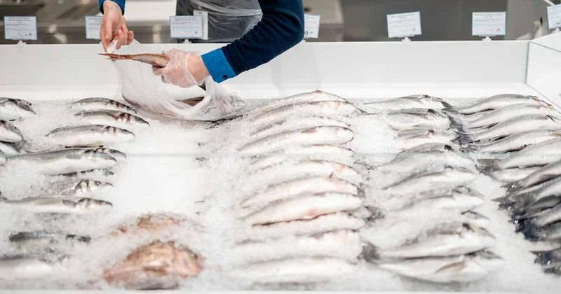 Bu 8 balık toksinleri sünger gibi emer, ağzınıza bile sürmeyin Sözcü Gazetesi