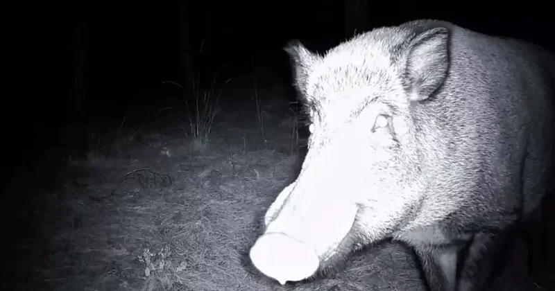 Yaban domuzunun fotokapanla savaşı: Söküp parçalamaya çalıştı