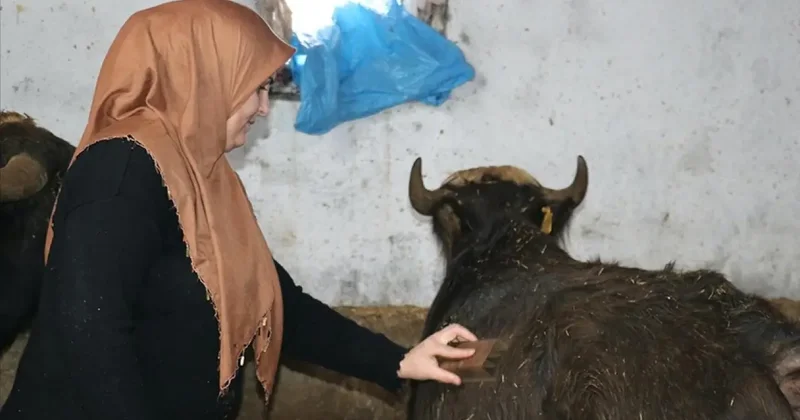 Gelin gittiği Ağrı da besicilikte örnek oluyor