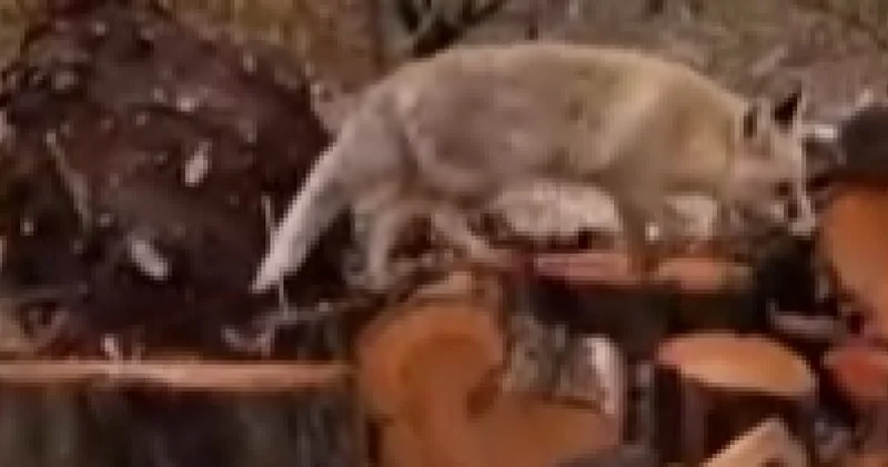 Malatya haberleri: Çiftçinin tilkiyle ilginç konuşması telefon kamerasına yansıdı