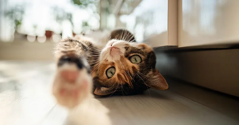 Kedinizin bu hareketi alarm anlamına geliyor: Derhal harekete geçin Sözcü Gazetesi