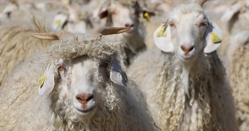 Resmi Gazete de yayımlandı: Tiftik, sözleşmeli üretim kapsamına alındı İş Yaşam Haberleri