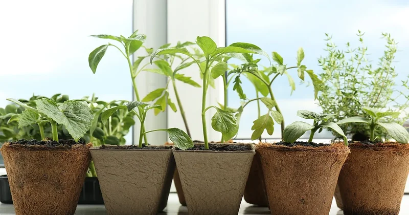 Bu 9 meyveyi saksıya dikin! Evde bile hasat veriyor Sözcü Gazetesi