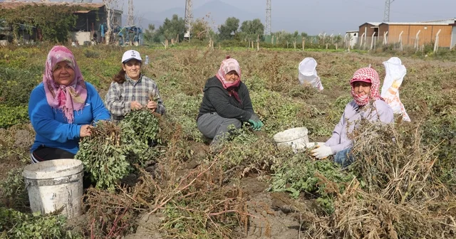 Kuraklığın rekolteyi etkilediği yer fıstığında hasat başladı Hatay Haberleri