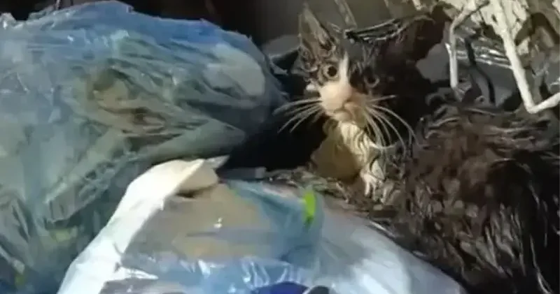 Vicdansızlık pes dedirtti: Çöpte poşete konulmuş kedi bulundu Muğla Haberleri