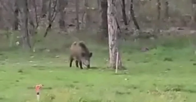Yaban domuzu da üniversiteli oldu Edirne Haberleri