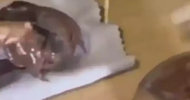 Çikolata kavanozundan kokain çıktı