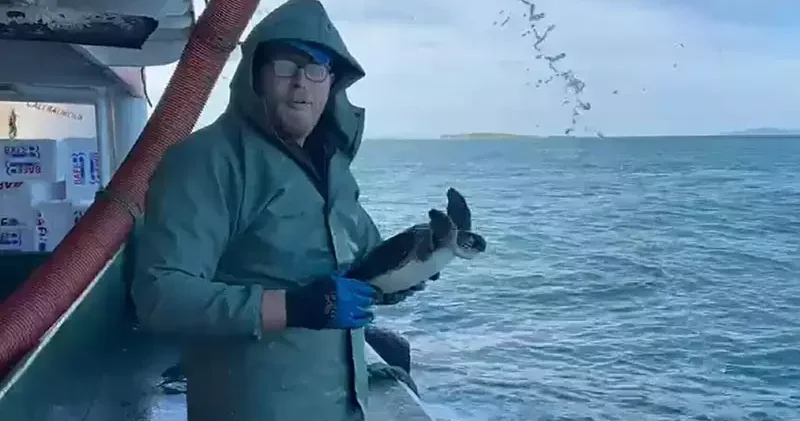 Çanakkale de balık ağına takılan caretta caretta kurtarıldı