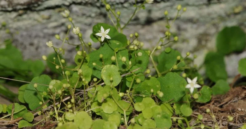 İzmir de endemik bitki türü keşfedildi; İzmir göbek otu
