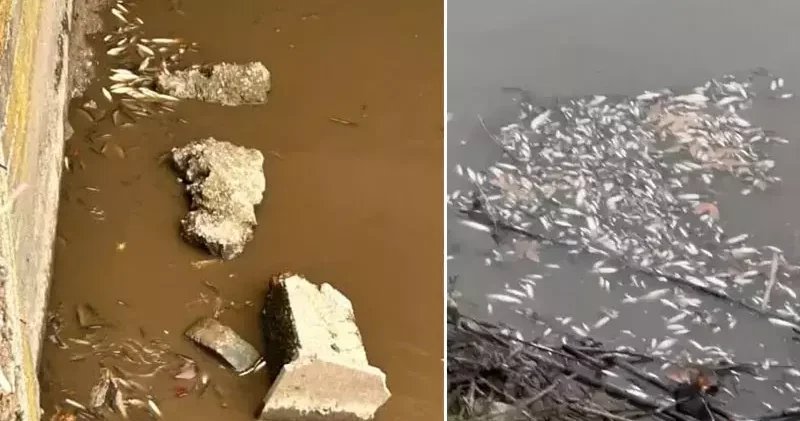 Yeşilırmak ta balık ölümleri görüldü