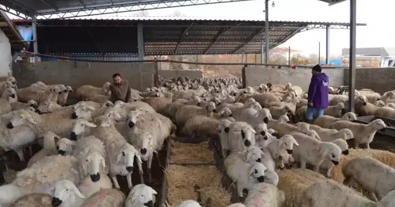 82 yaşındaki Celal dede başlattı! Torunu İngiltere den koşup geldi!