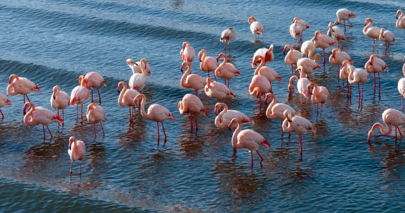 Flamingolar soğuk havaya rağmen göç etmedi