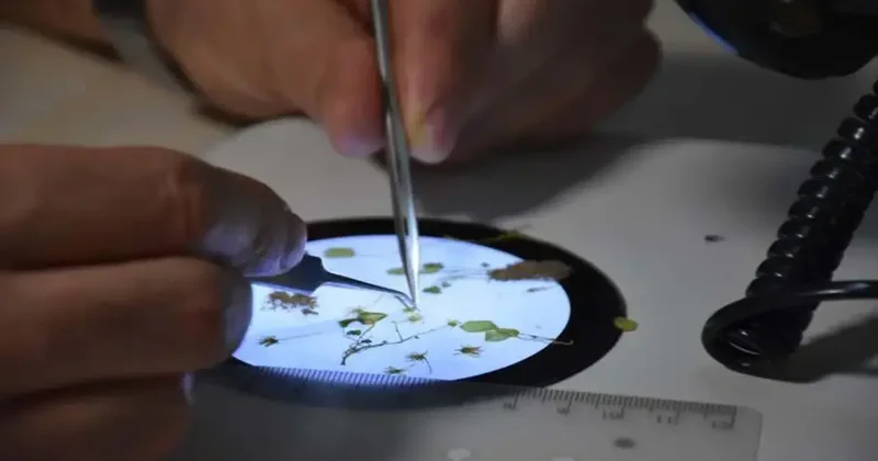 İzmir de heyecanlandıran keşif! Dünya da 16, Türkiye de 8 oldu