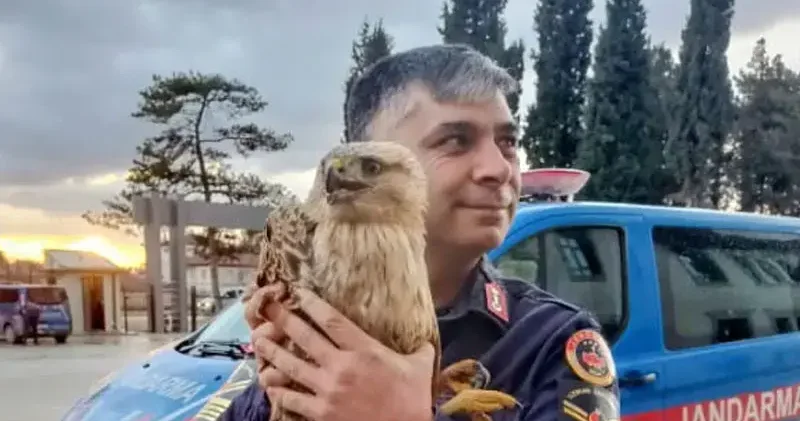 Tavukların arasında bulunan kanadı kırık şahin, tedaviye alındı