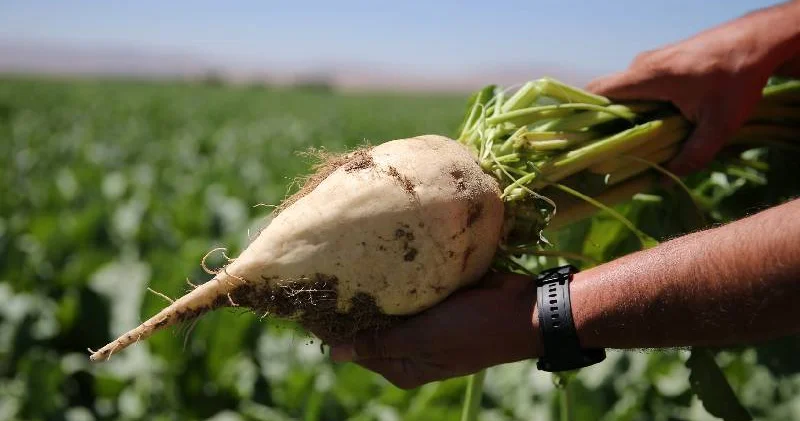 Tarım yazarı Ali Ekber Yıldırım: Çiftçilere mazot, gübre ve prim desteği 17 üründe kaldırıldı