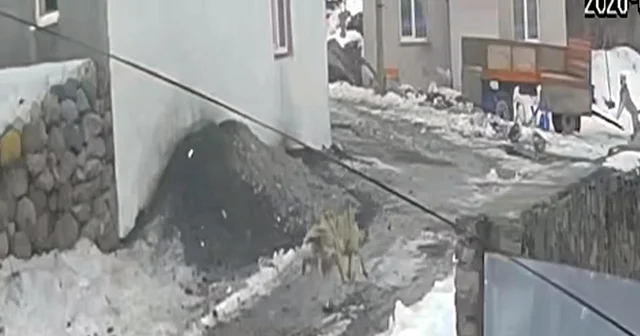 Sürüden kaptığı kazı götüren kurt, güvenlik kamerasında Kars Haberleri