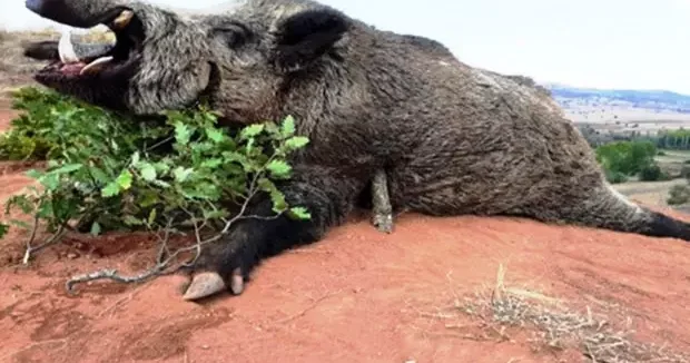 Samsun haberleri Samsun’da avlanma pulundan elde edilen gelir dudak uçuklattı 10 Şubat 2026