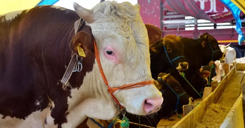 Büyükbaş hayvan sayısı açıklandı