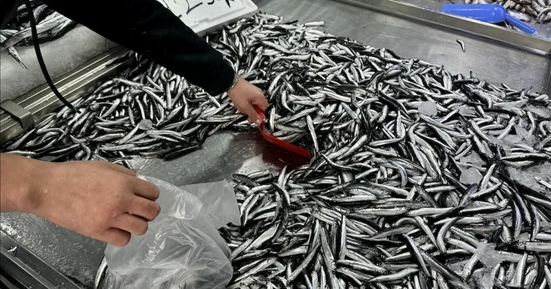 Rizeliler bu balığa akın ediyor: Kilosu 100 lira Sözcü Gazetesi