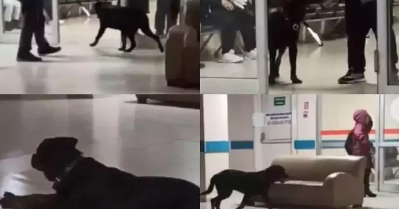 Hastane tepki çeken manzara! Köpekler cirit atıyor...