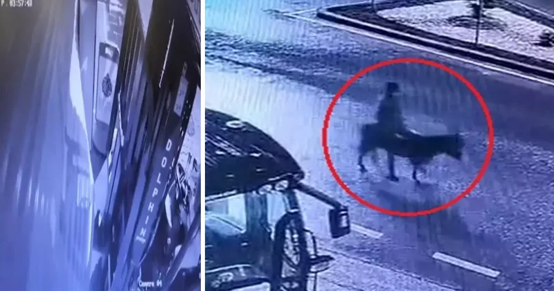 Kayseri de kuyumcu soygunu! Forkliftle çaldı, eşekle kaçtı: O anlar kamerada