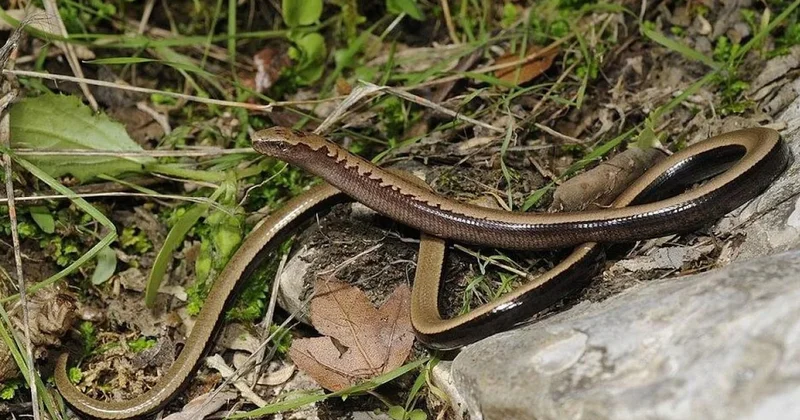 Yılana çok benziyor ve onun gibi hareket ediyor ama yılan değil Sözcü Gazetesi