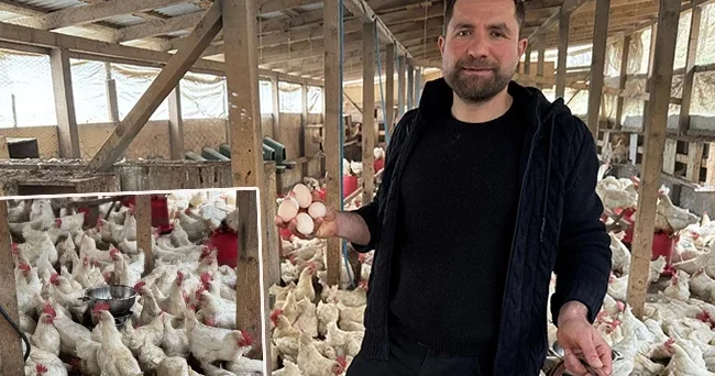 Tavukları strese girince bu yöntemi uyguladı: Yumurta sayıları arttı! Her gün patlatıyorum, onlar için değişik bir etkinlik oldu