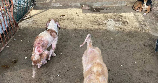 Barınaktaki tepki çeken görüntülere soruşturma Antalya Haberleri