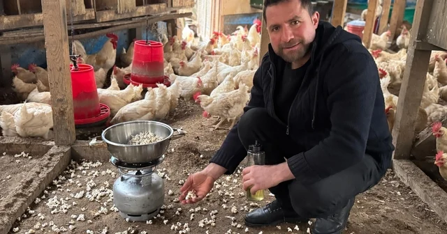 Strese giren tavukları için kümeste mısır patlatıyor Ordu Haberleri