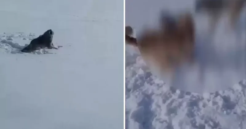 Aç kaldığı için köye inen kurt köpek melezi hayvanın acı sonu