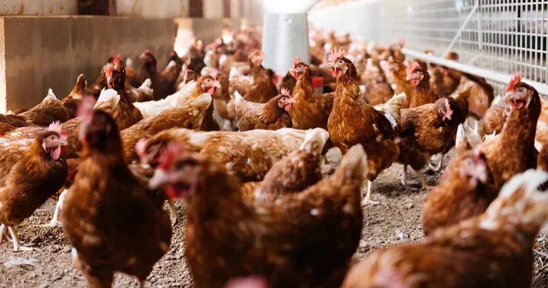 Ticaret Bakanlığı ndan tavuk hamlesi: İhracat durdu, fahiş fiyat denetimi başladı