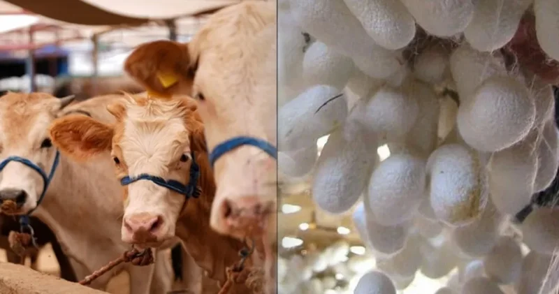 TÜİK Açıkladı: 2025’te Hayvancılıkta Son Durum Ne?