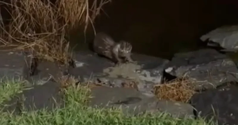 Nesli tükenme tehlikesi altında! Yıllar sonra Küçükçekmece de görüntülendi Sözcü Gazetesi
