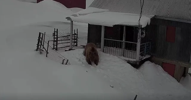 Sis Dağı nın davetsiz misafiri: Koca ayı evleri mesken tuttu Trabzon Haberleri