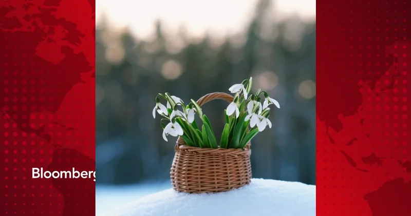 Karların altından doğan umut: Kardelen çiçeği