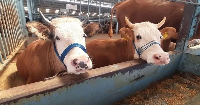 Söke de şap hastalığı söndü, kısıtlama kaldırıldı Aydın Haberleri