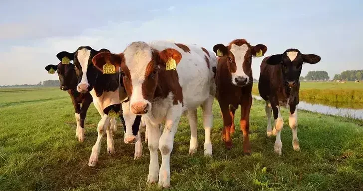 TÜİK: Büyükbaş sayısı yüzde 4,3, küçükbaş yüzde 5,4 arttı