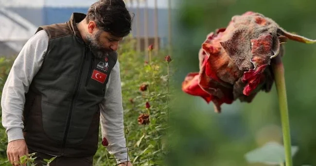 Adana yı don vurdu: Dalında kurudu! Fiyatı yüzde 50 arttı, 14 Şubat ta daha da yükselecek