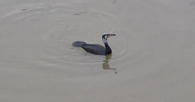 Karabatak kuşu Porsuk Çayı nda avlanmaya çalıştı Balık yakalayabilmek için defalarca dalış yaptı Eskişehir Haberleri