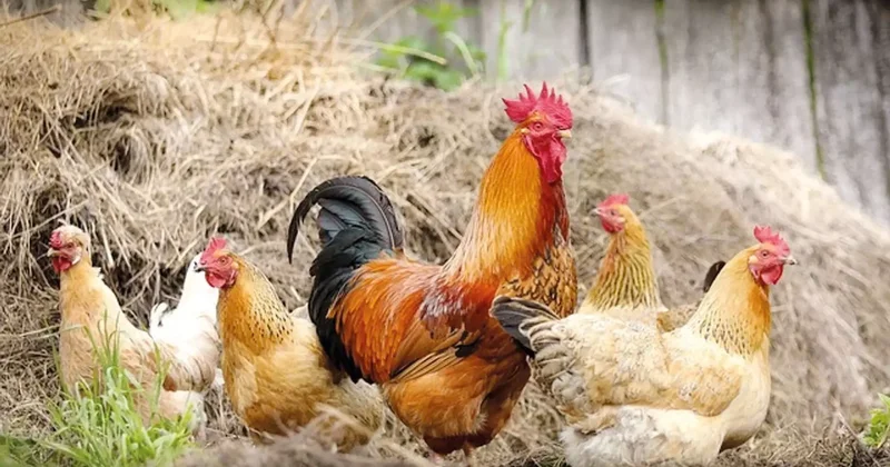 Fiyatlar arttı bakanlık devreye girdi... Tavuk ihracatına Ramazan freni