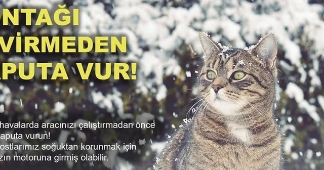 Soğuktan korunmak için girdiği araçta sıkışan kedi kurtarıldı Erzincan Haberleri