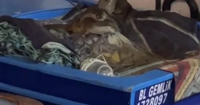 Aç kalan anne su samuru ve yavruları Gemlik te tekneye sığındı Bursa Haberleri