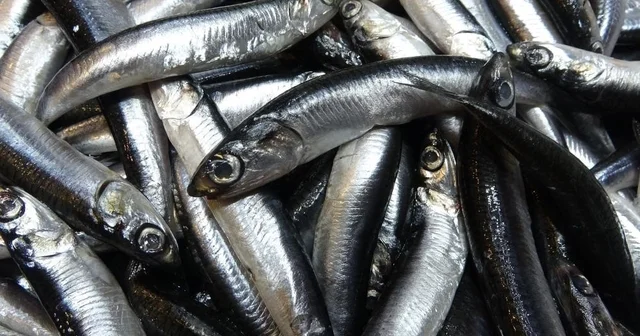 Savaş halindeki ülke ihracatta ilk sırayı aldı Türkiye nin hamsi ihracatında Ukrayna ilk sırada Bu yılın Ocak Şubat ayında 16 ülkeye yapılan hamsi ihracatından yaklaşık 3 milyon dolar döviz girdisi sağlandı Trabzon Haberleri