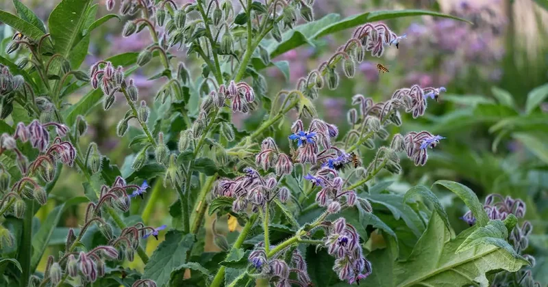 Anadolu’da yıllardır tüketiliyor! Yol kenarında kendiliğinden yetişen ebegümeci meğer vitamin deposuymuş