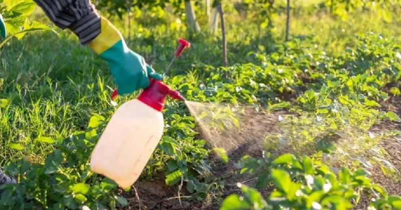 Bahçedeki yabani otlar 24 saatte yok olacak: Çözüm mutfak dolabında Sözcü Gazetesi