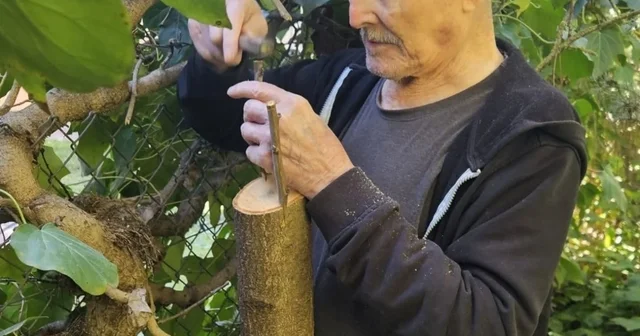 Bilecik huzurevinde kalan yaşlılar bahçeyi güzelleştiriyor Bilecik Haberleri