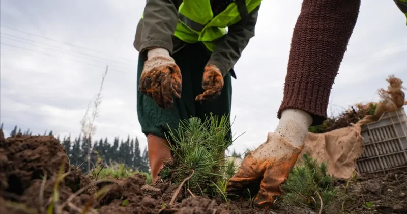 Türkiye nin ciğerleri yangına karşı korunuyor! Ormanların bakımı için 2,2 milyar lira harcandı