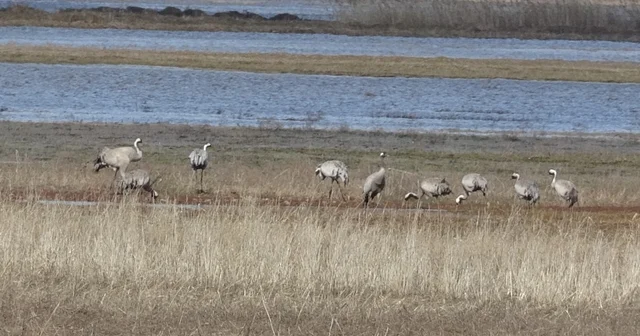 Baharın ilk habercilerinden turnalar kendini gösterdi Sivas Haberleri