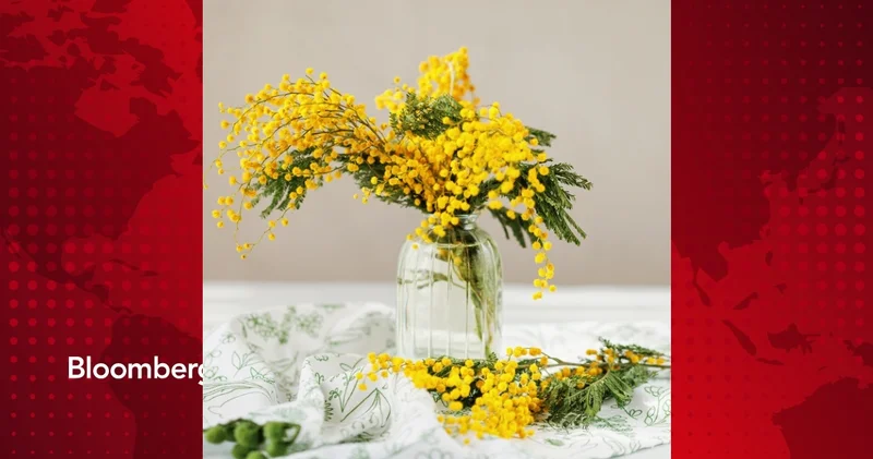 Baharın habercisi: Mimoza