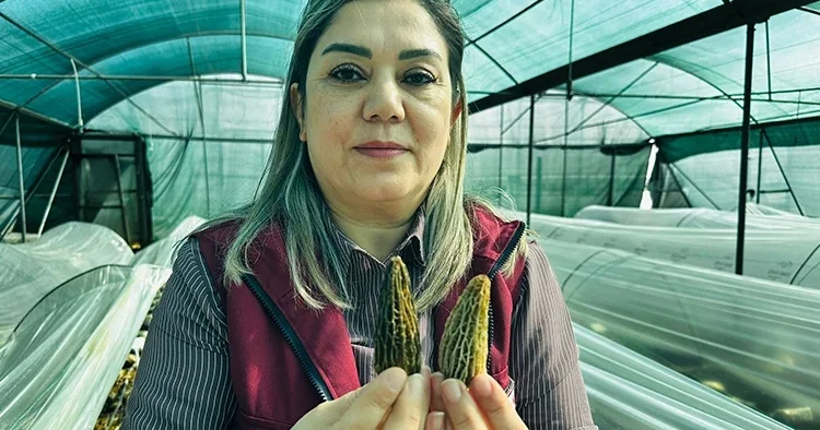 Devlet, çiftçiye yetiştirmesini öğretiyor: Kilosu 5 bin liradan satılıyor